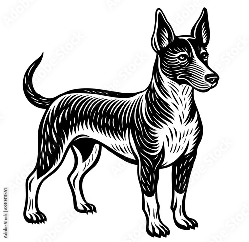 Detailed black and white farm dog illustration in rural agricultural setting. Depicting a loyal and alert canine guardian working alongside livestock. Perfect for farm life and pastoral themes
