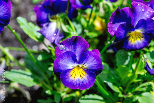 closeup imags of halo lilac pansy, viola cornuta	
