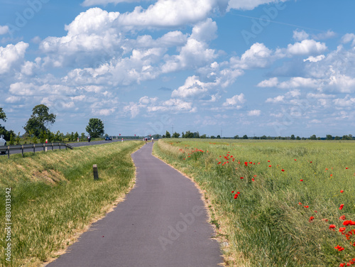 Asphalt bicycle road and the poppy flowers field. Cycling route between Obrzycko and Szamotuły. Summer countryside landscape in Wielkopolska region, Poland. photo