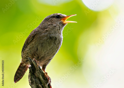 European Wren (Troglodytes troglodytes) - Commonly Found in Europe, Asia, and North Africa