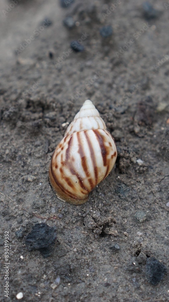 Snail Amphidromus (Amphidromus) on damp ground in the morning dew.