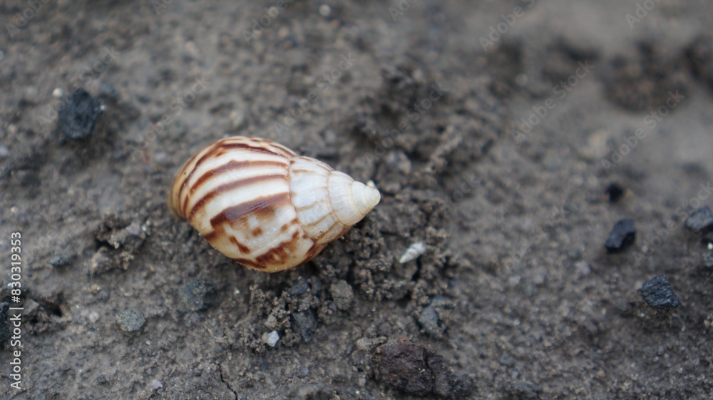 Snail Amphidromus (Amphidromus) on damp ground in the morning dew. Snail Amphidromus (Amphidromus) on damp ground in the morning dew.