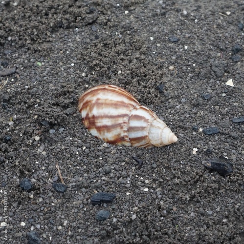 Snail Amphidromus  Amphidromus  on damp ground in the morning dew.