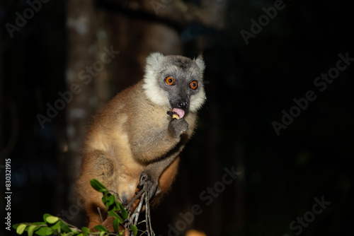 Lemur mischiefs on veranda bungalow and waits for food