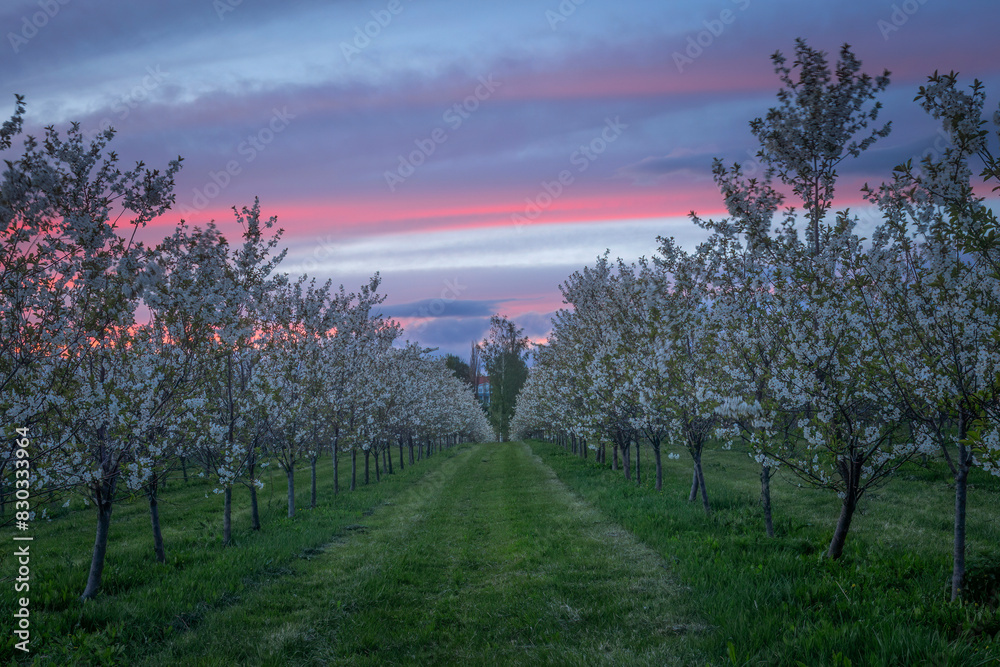 Appletree sunset