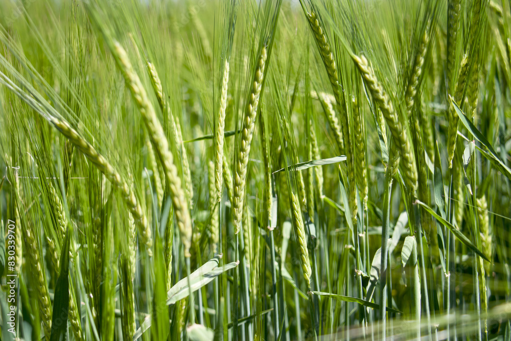 Getreide und Korn in hellgrün auf einem Feld Getreide und Korn in hellgrün auf einem Feld