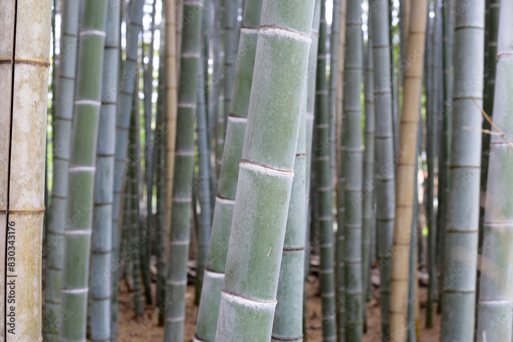 Arashiyama Bamboo Forest, Bamboo Grove Kyoto, Japan Arashiyama Bamboo Forest, Bamboo Grove Kyoto, Japan