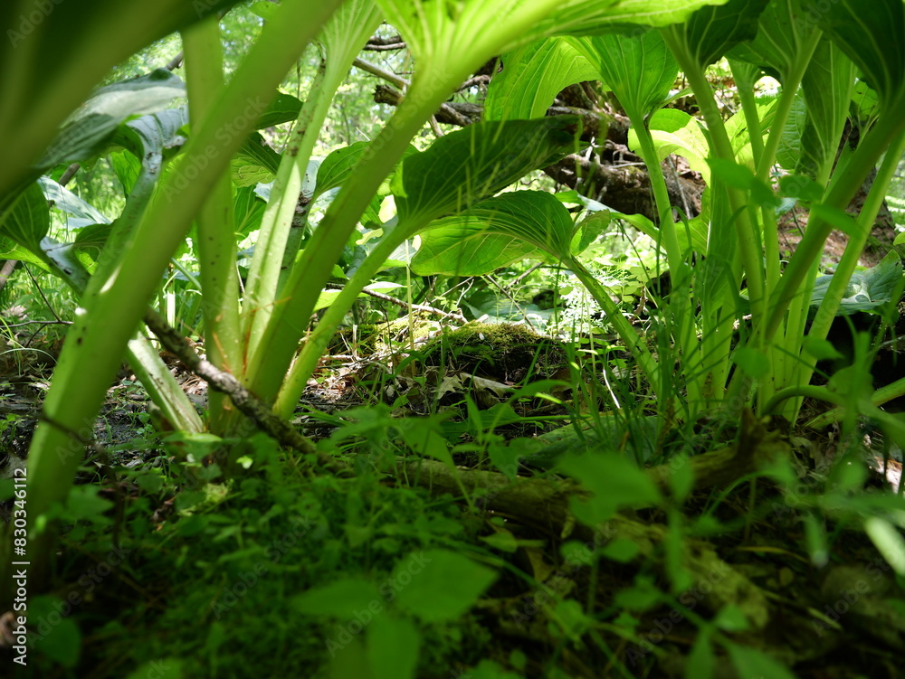 Fototapeta premium Under the plants