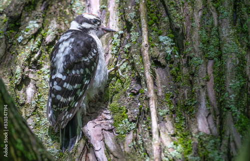 Closeup of a downy woodpecker photo