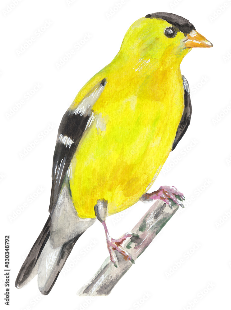 Obraz premium American Goldfinch Yellow bird Hand painted animal illustration Png clipart with transparent background Nursery educational wild life Original handdrawn design