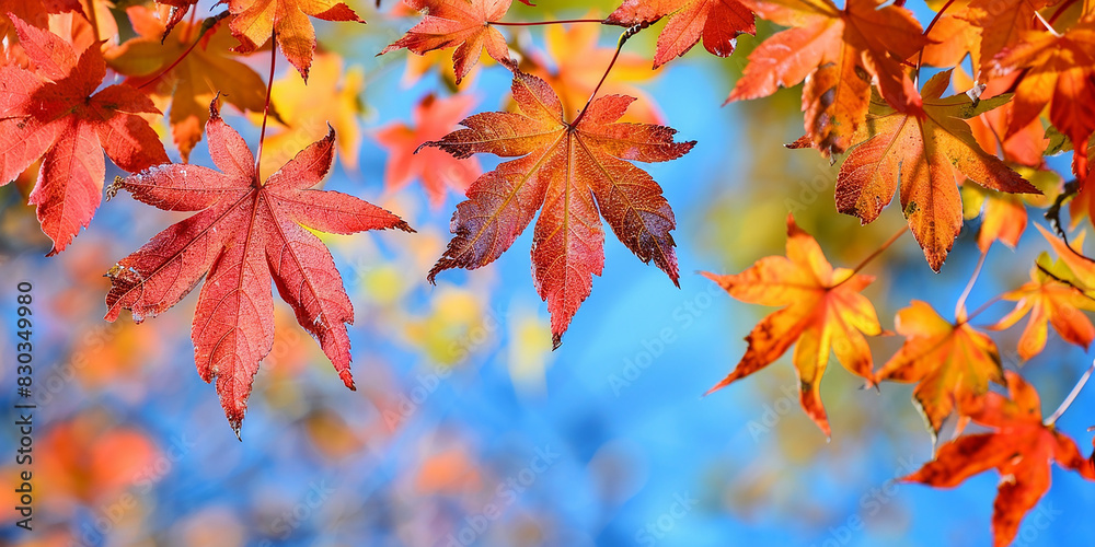 Autumn Leaves background A beautiful display of autumn leaves with shades of red, orange, and yellow, set against a bright blue sky. The leaves are in crisp focus and the lighting is warm and invitin Autumn Leaves background A beautiful display of autumn leaves with shades of red, orange, and yellow, set against a bright blue sky. The leaves are in crisp focus and the lighting is warm and invitin