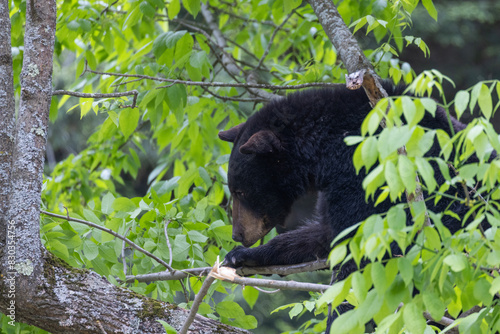 Huge male American black bear (Ursus americanus) in summer