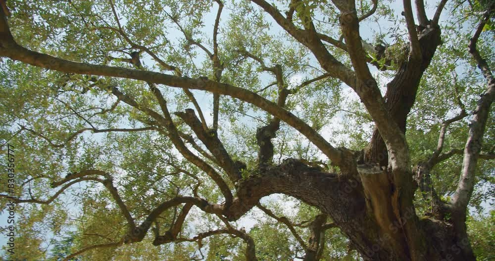 Majestic sprawling tree branches against a blue sky, showcasing the beauty of nature. The sunlight filters through the leaves. Majestic sprawling tree branches against a blue sky, showcasing the beauty of nature. The sunlight filters through the leaves.
