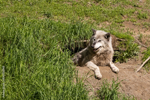 Female northwestern wolf (Canis lupus occidentalis), also known as the Mackenzie Valley wolf, Alaskan timber wolf, or Canadian timber wolf at den