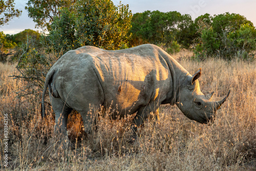 Majestic White Rhino Highlighted in Late Afternoon Sunlight on Safari in Ol Pejeta Conservancy  Kenya  Africa 