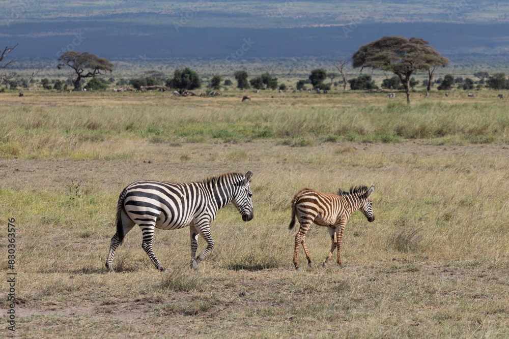Fototapeta premium Female Plains Zebra With her Young Foal, Walking Across Field of Green Grass with Acacia Trees in the Distance, Amboseli National Park, Kenya, Africa
