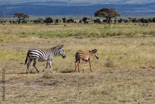 Female Plains Zebra With her Young Foal  Walking Across Field of Green Grass with Acacia Trees in the Distance  Amboseli National Park  Kenya  Africa