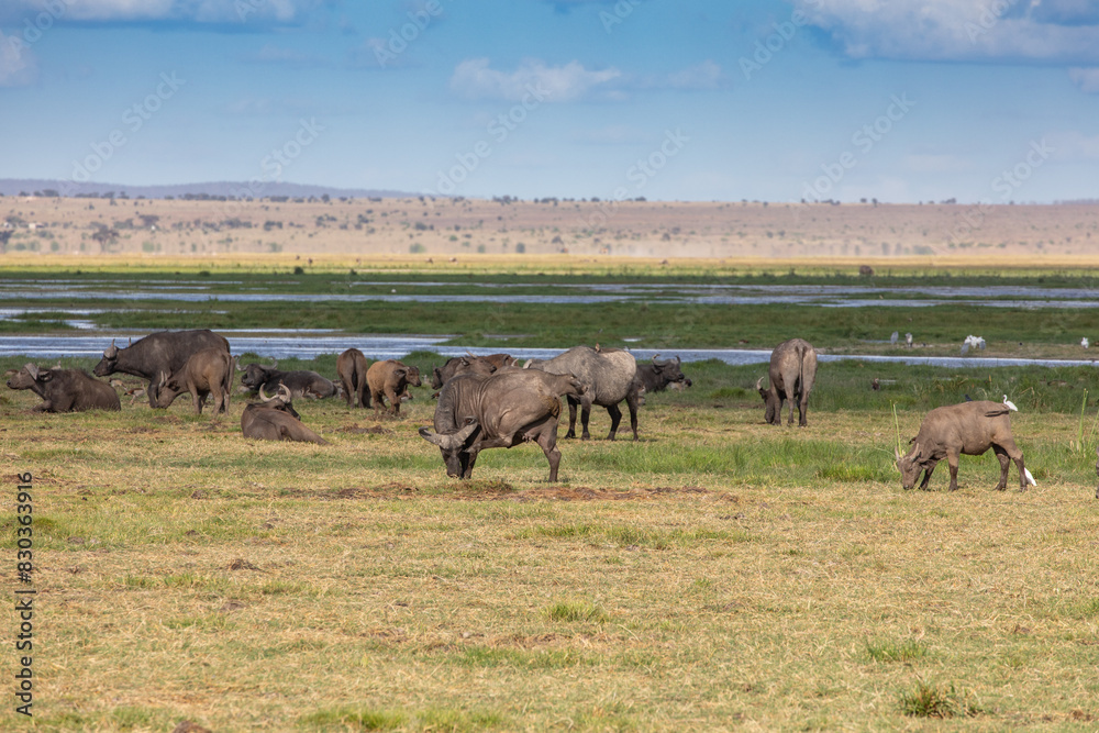 Cape Buffalo Herd including Calves Grazing in Green Grass Along a Stream in Amboseli National Park, Kenya, Africa Cape Buffalo Herd including Calves Grazing in Green Grass Along a Stream in Amboseli National Park, Kenya, Africa