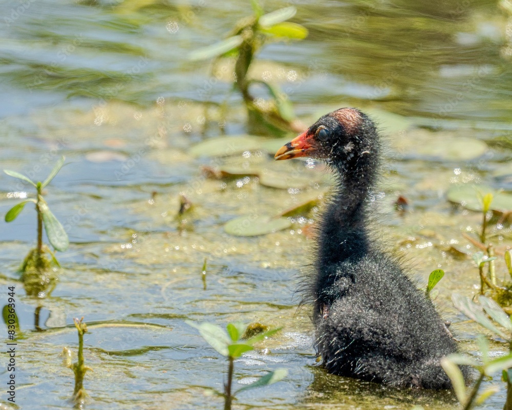 Baby Common Gallinule Foraging in the Marsh Baby Common Gallinule Foraging in the Marsh