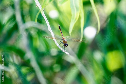 Four Pennant Dragonfly with Green Backgrounds