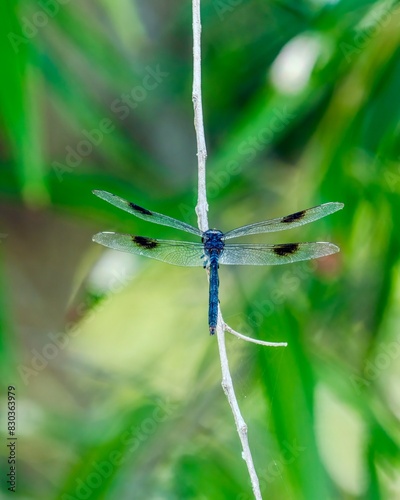 four pennant dragonfly on a branch