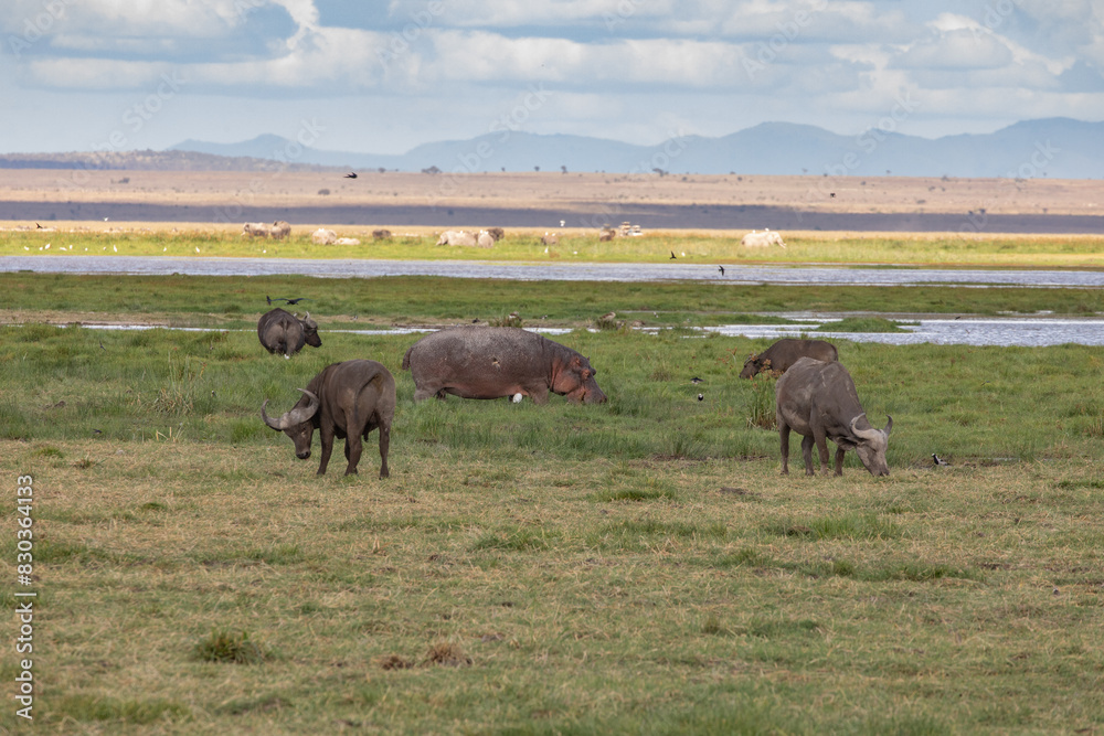 The Mingling of the Species - Cape Buffalo and a Large Hippo Grazing in a Swampy, Grassy Area with Elephants in the Distance; Amboseli National Park, Kenya, Africa The Mingling of the Species - Cape Buffalo and a Large Hippo Grazing in a Swampy, Grassy Area with Elephants in the Distance; Amboseli National Park, Kenya, Africa