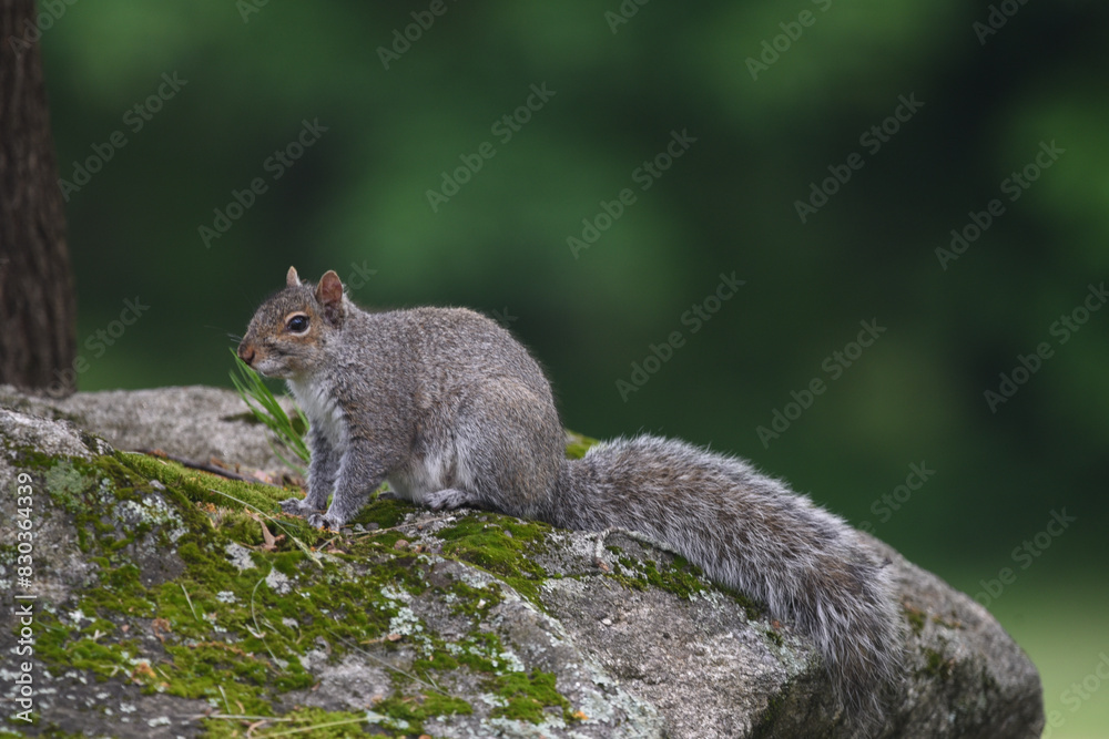Gray Squirrel Perched on Moss-Covered Rock in Backyard Gray Squirrel Perched on Moss-Covered Rock in Backyard