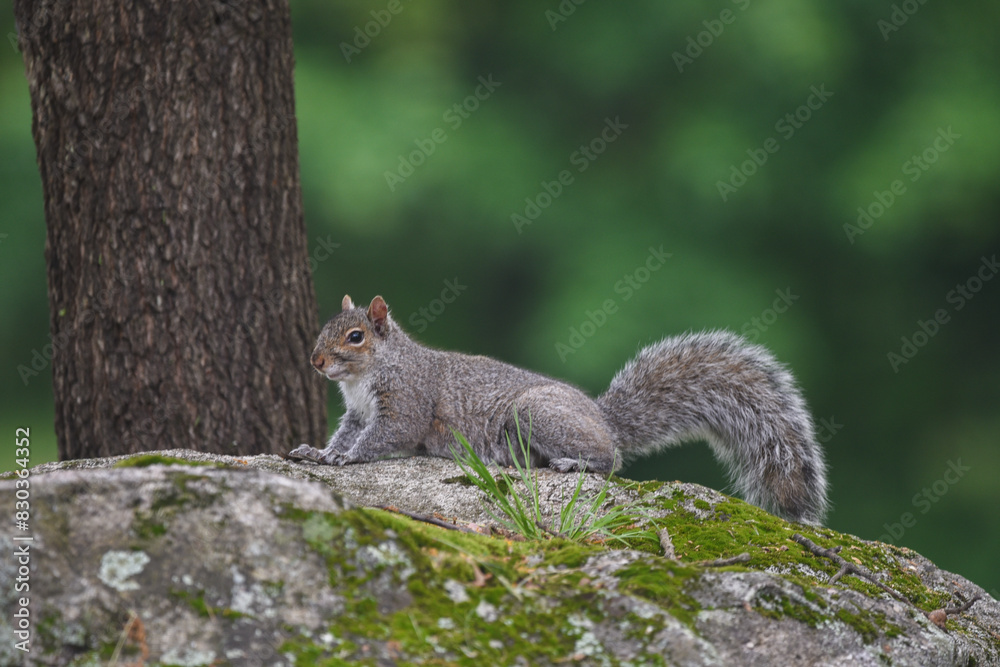 Gray Squirrel Perched on Moss-Covered Rock in Backyard Gray Squirrel Perched on Moss-Covered Rock in Backyard