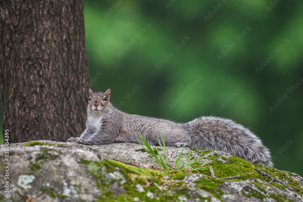 Gray Squirrel Perched on Moss-Covered Rock in Backyard Gray Squirrel Perched on Moss-Covered Rock in Backyard