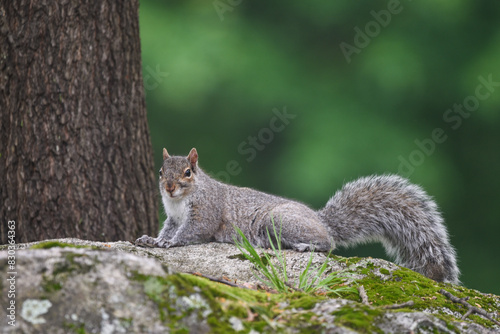 Gray Squirrel Perched on Moss-Covered Rock in Backyard