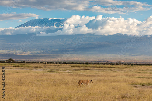 Lioness Striding Across a Field of Golden Grass in the Savanna, Amboseli National Park, Kenya, Africa © Jill Clardy