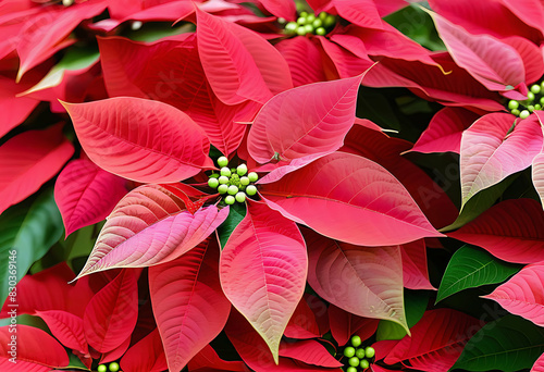 Pink Poinsettia Christmas Flower Close-Up
