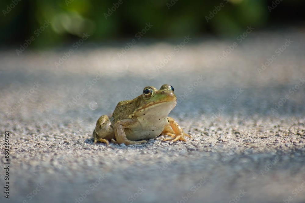 Obraz premium Green Frog (Lithobates clamitans) sitting on path