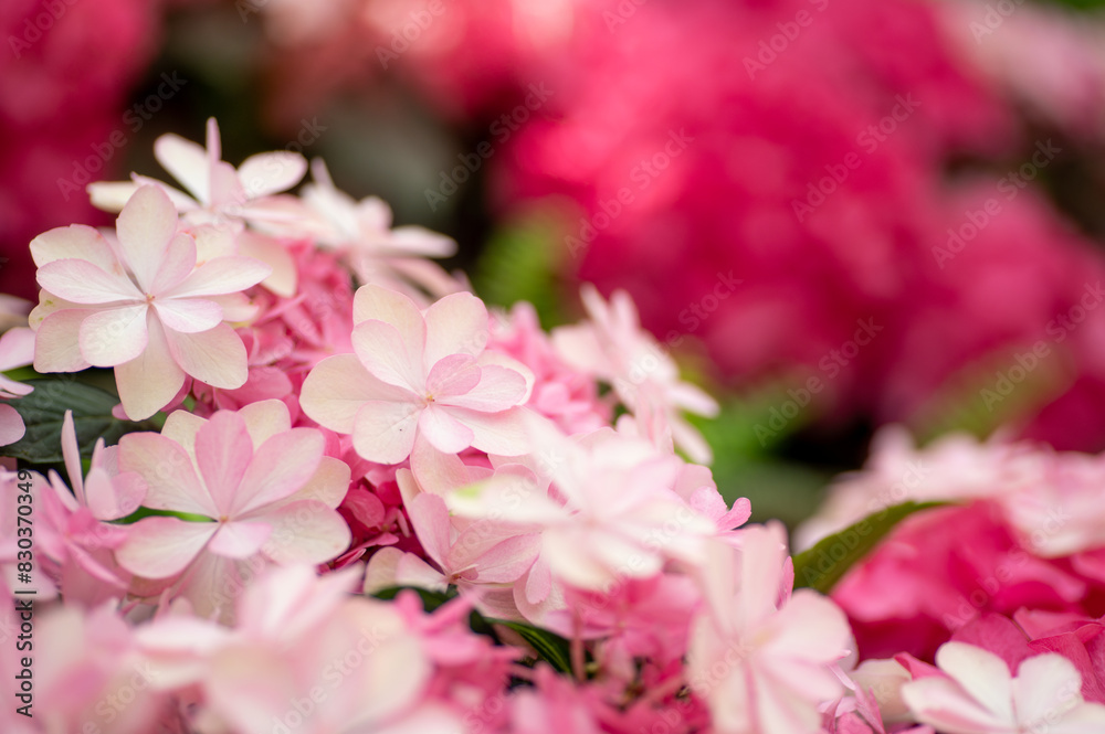 満開の紫陽花 満開の紫陽花