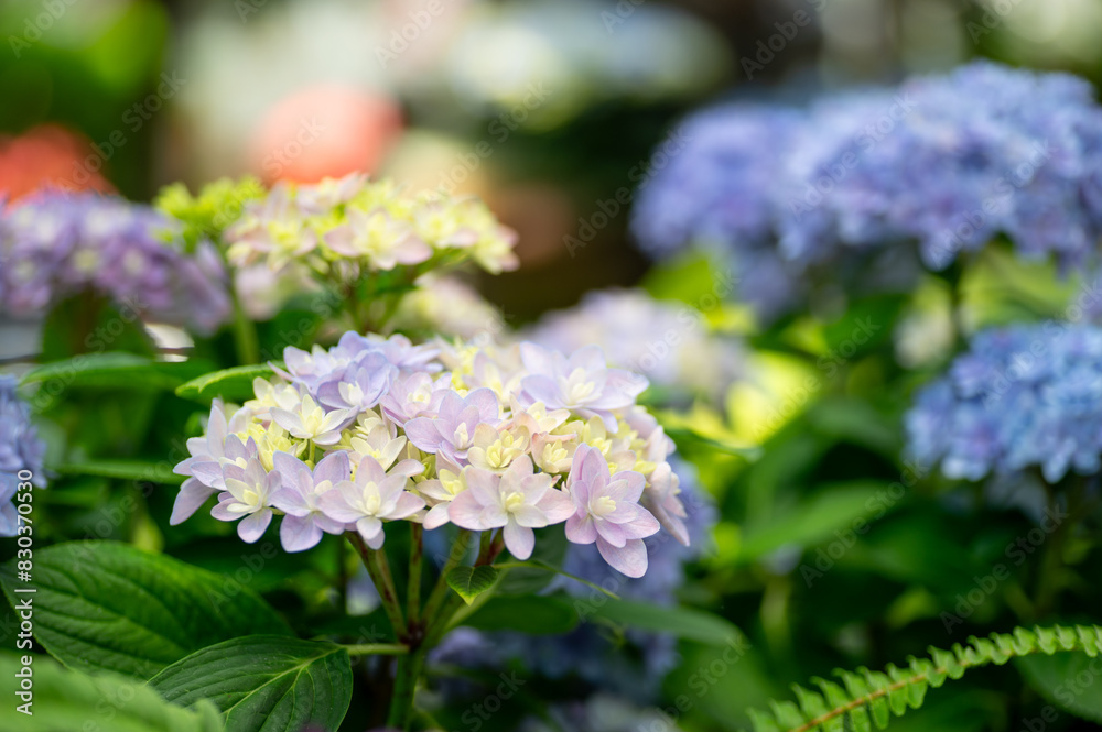 満開の紫陽花 満開の紫陽花