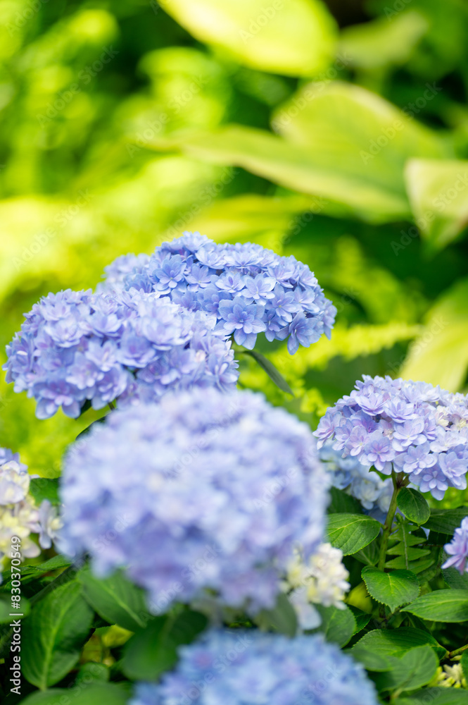 満開の紫陽花 満開の紫陽花
