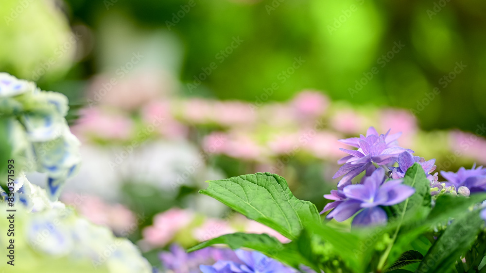 満開の紫陽花 満開の紫陽花