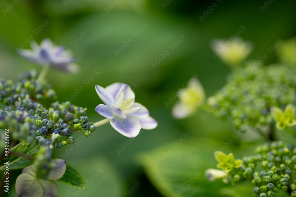 満開の紫陽花 満開の紫陽花