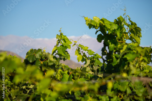 vineyard montaña 