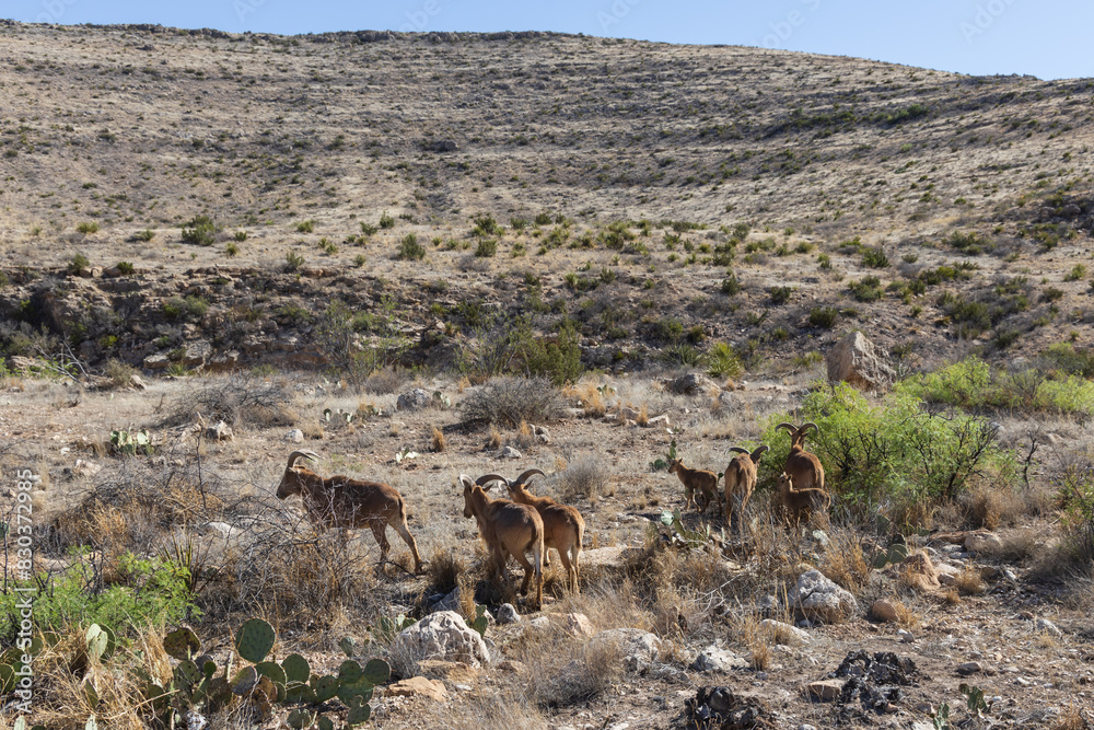Naklejka premium Barbary sheep herd in the wild
