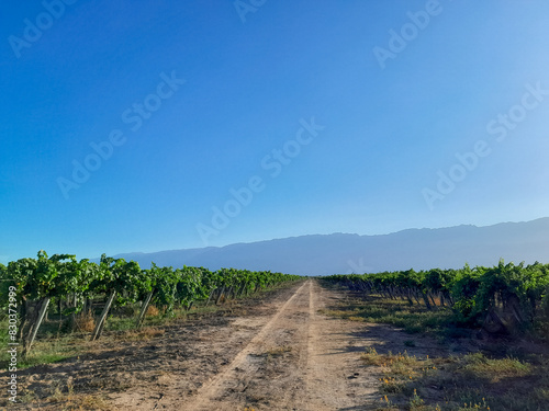 viñedo en las montañas