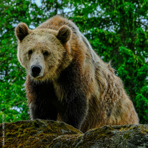 Brown bear looking down from a mossy boulder