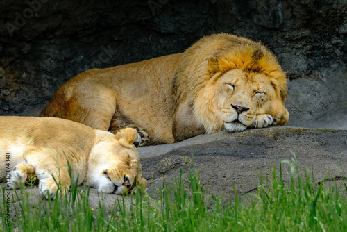 A male and female lion asleep on the rocks in the morning sun with grasses in front