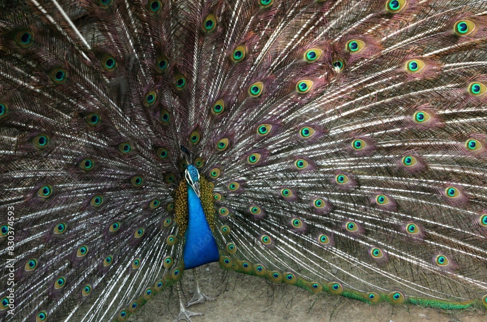 Obraz premium peacock with feathers