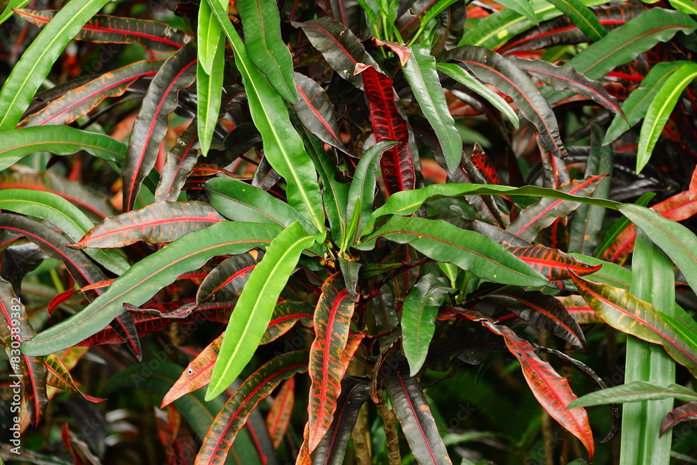 Close-up of Codiaeum variegatum leaves