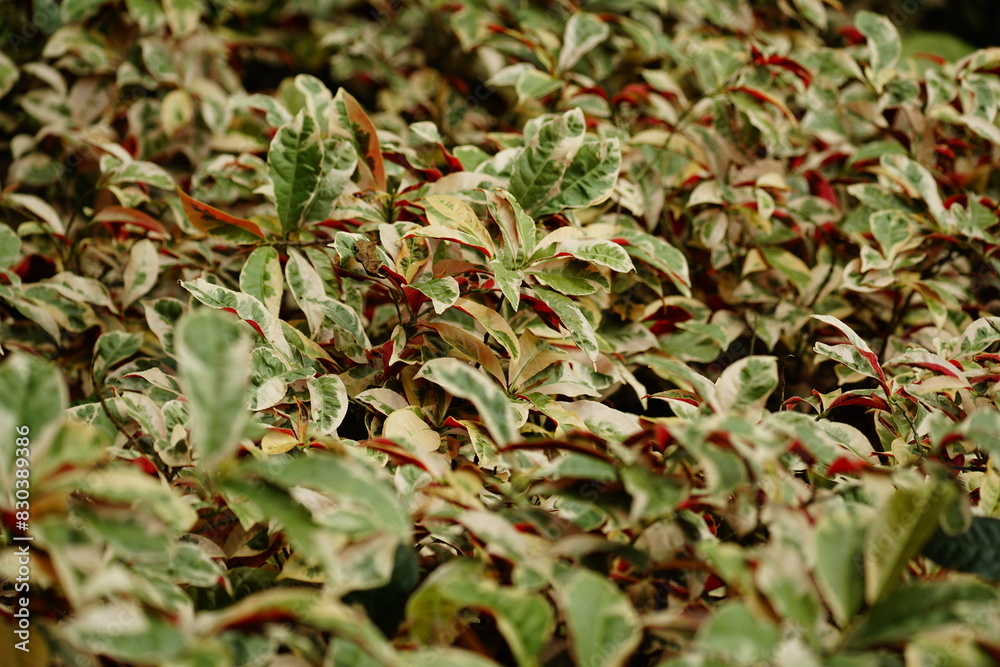 Close-up of Cleyera japonica leaves Close-up of Cleyera japonica leaves