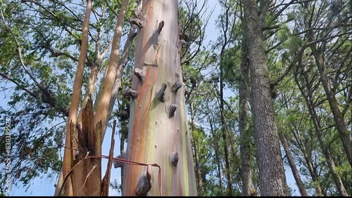 Panama, Boquete town, Rainbow eucalyptus tree on a sunny day photo