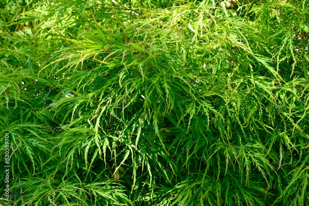Fullmoon maple background, England, UK Fullmoon maple background, England, UK