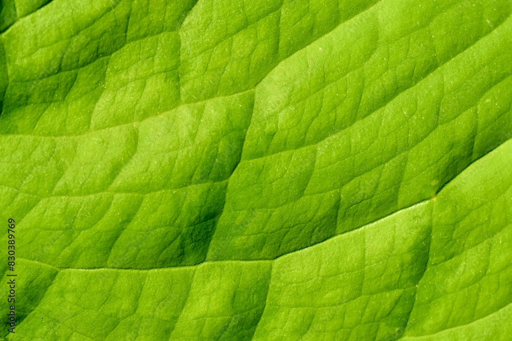 Green leaf texture