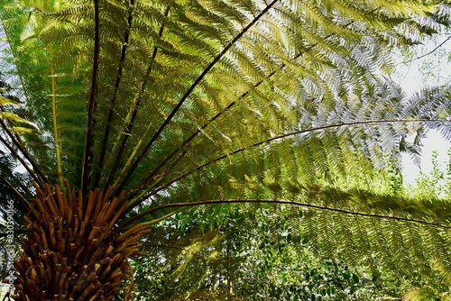 Bottom view of an Australian tree fern, Botanical Garden, Birmingham, West Midlands, UK